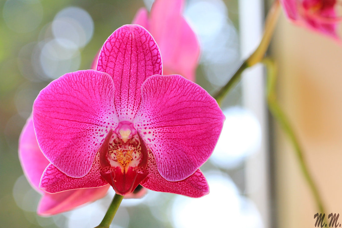 LU Botāniskajā dārzā sāksies Orhideju dienas
