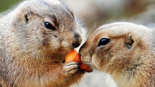VID nodod Rīgas Zoodārzam 509 kg konfiscēto augļu un dārzeņu