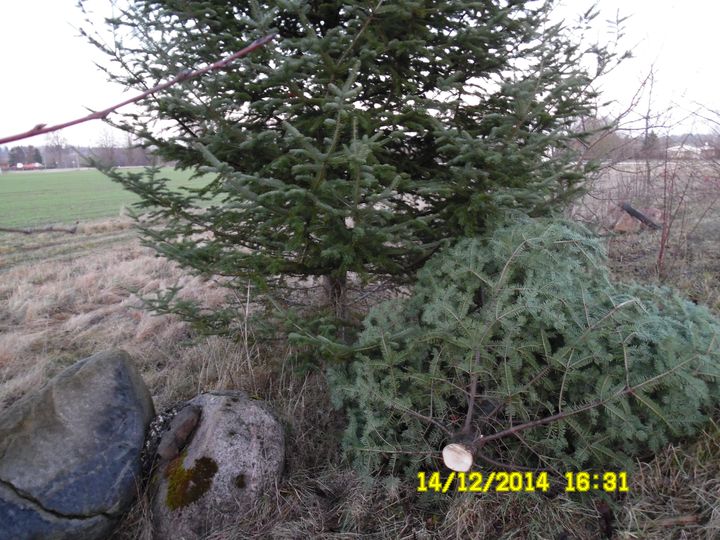 Kandavas un Engures novadā nelikumīgi cērt eglītes