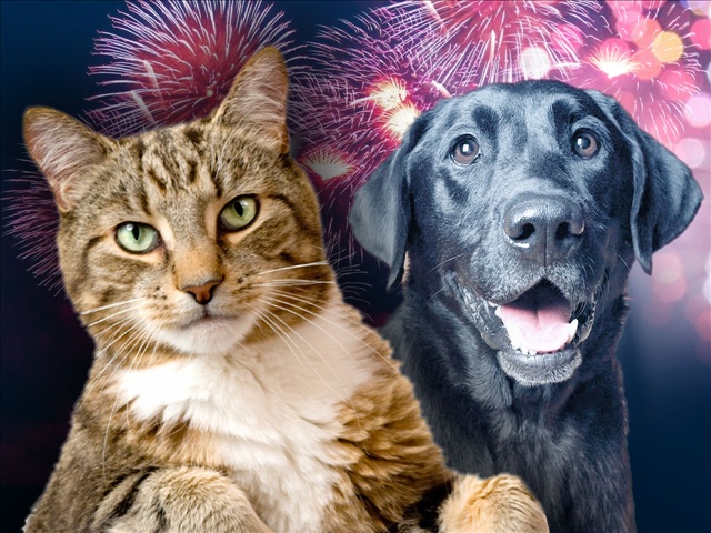 Kā pasargāt savus mājdzīvniekus svētku laikā?