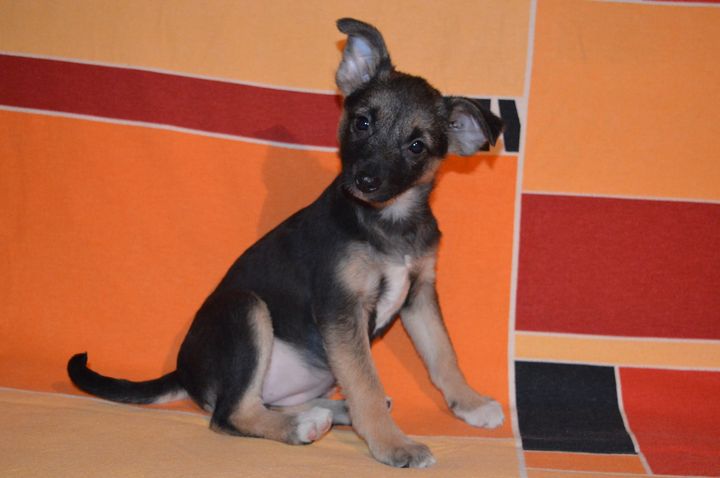 Tukuma dzīvnieku patversme martā /FOTO/