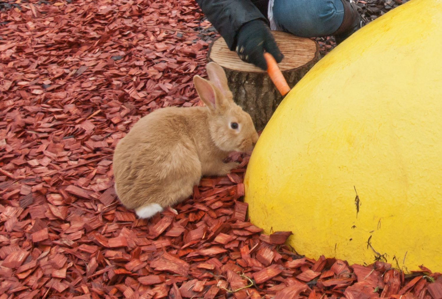 Vai krāsainā mulča pilsētā nav kaitīga?