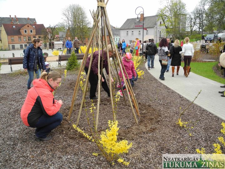 Latvijas neatkarības atjaunošanas gadadienā kandavnieki stāda pupas /FOTO/