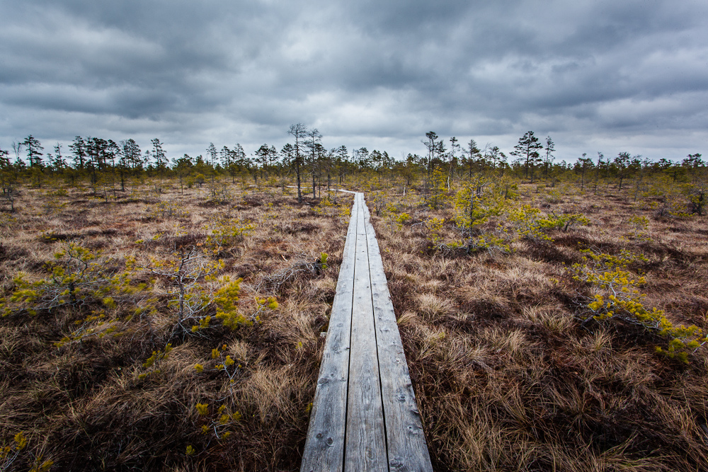 Tīreļu purvā pazūd līgavainis