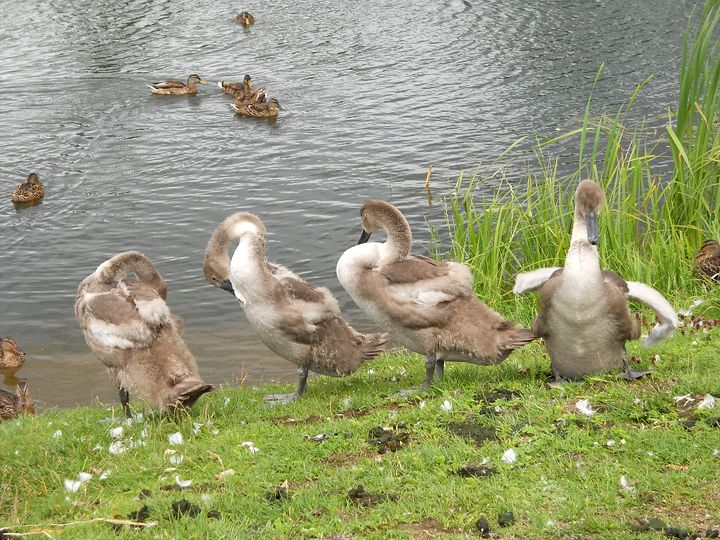 Labi, ka mani nenoknāba?