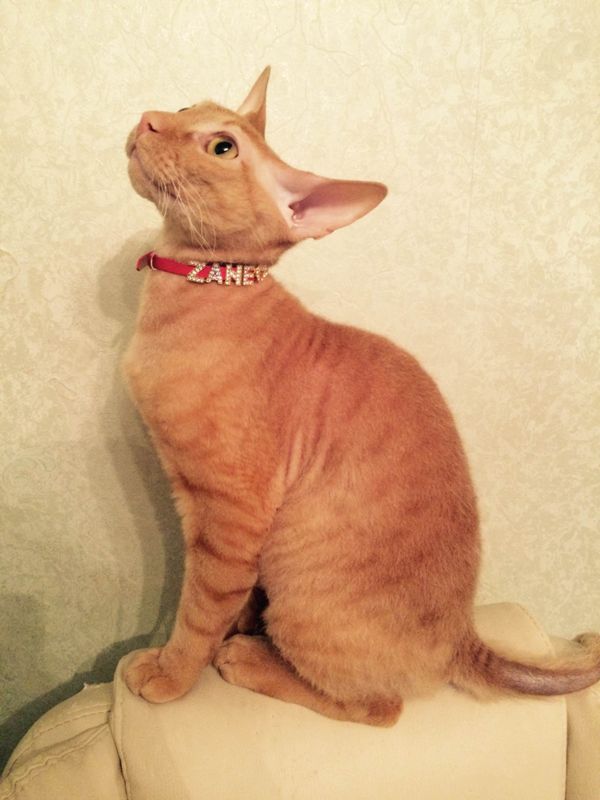 Engurē pazudis kaķēns vārdā Zefīrs