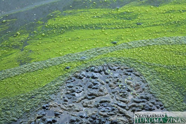 Šlokenbekas dzirnavu dīķī konstatētas zilaļģes