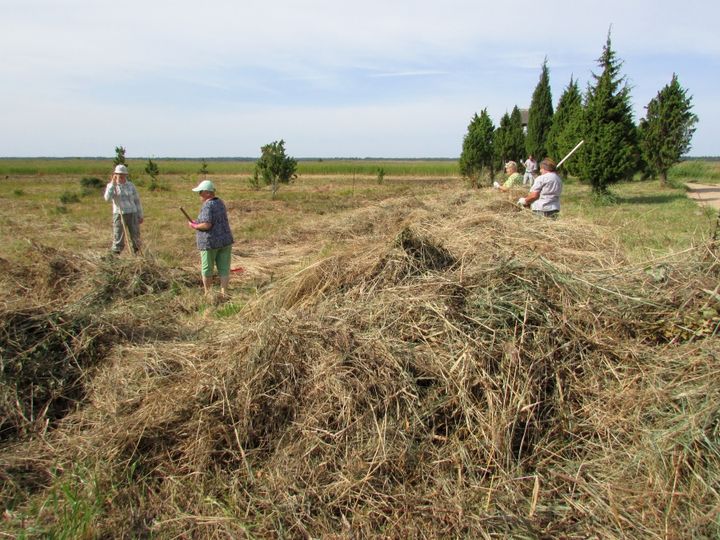 Siena talka zāļu purvā Kaņiera putnu torņa un niedrāju laipas apkārtnē