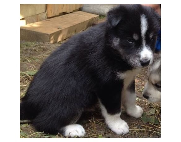 Tumes pagasta Daibes apkārtnē pazudis kucēns