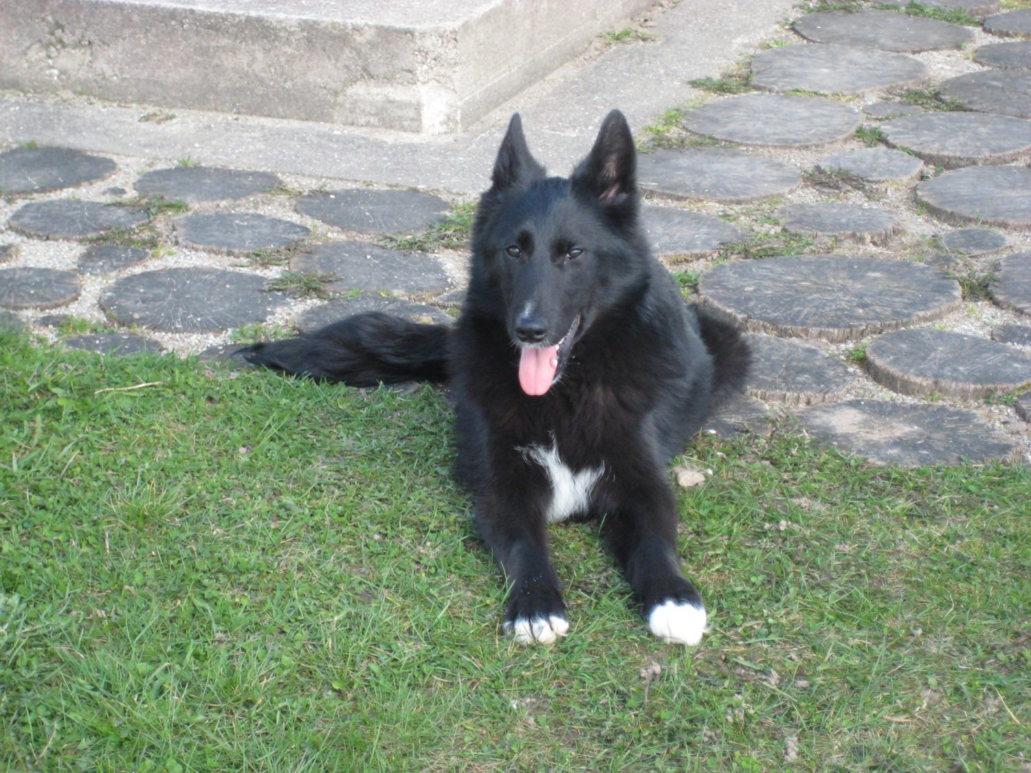 Saimnieki joprojām meklē augustā pazudušo suni