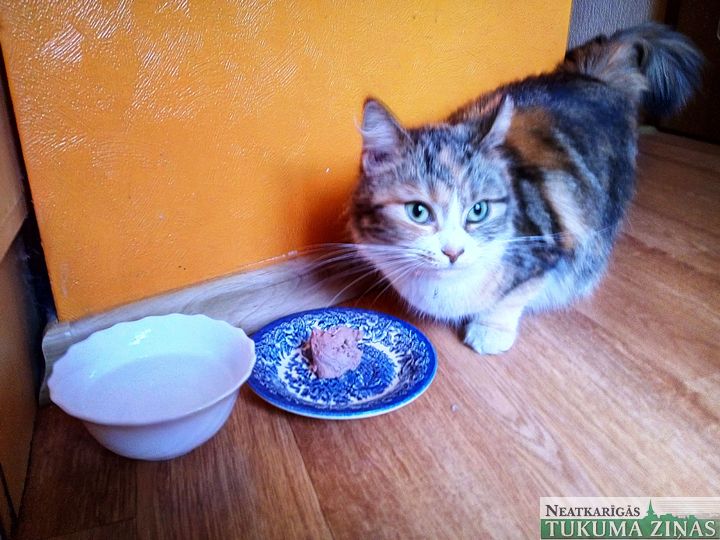 Tukumā pieklīdusi mājas kaķenīte