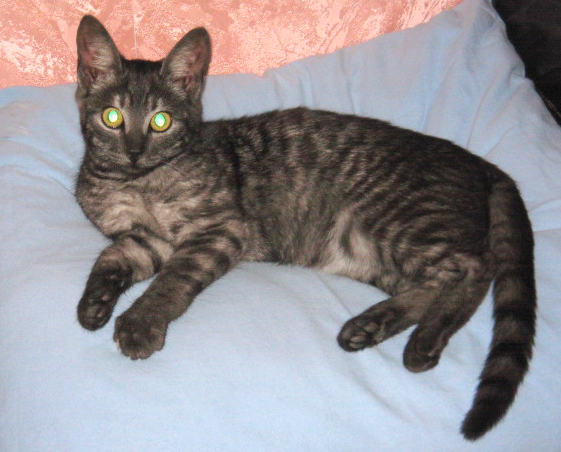 Dzelzceļa stacijas «Tukums-2» apkārtnē pazudis kaķis