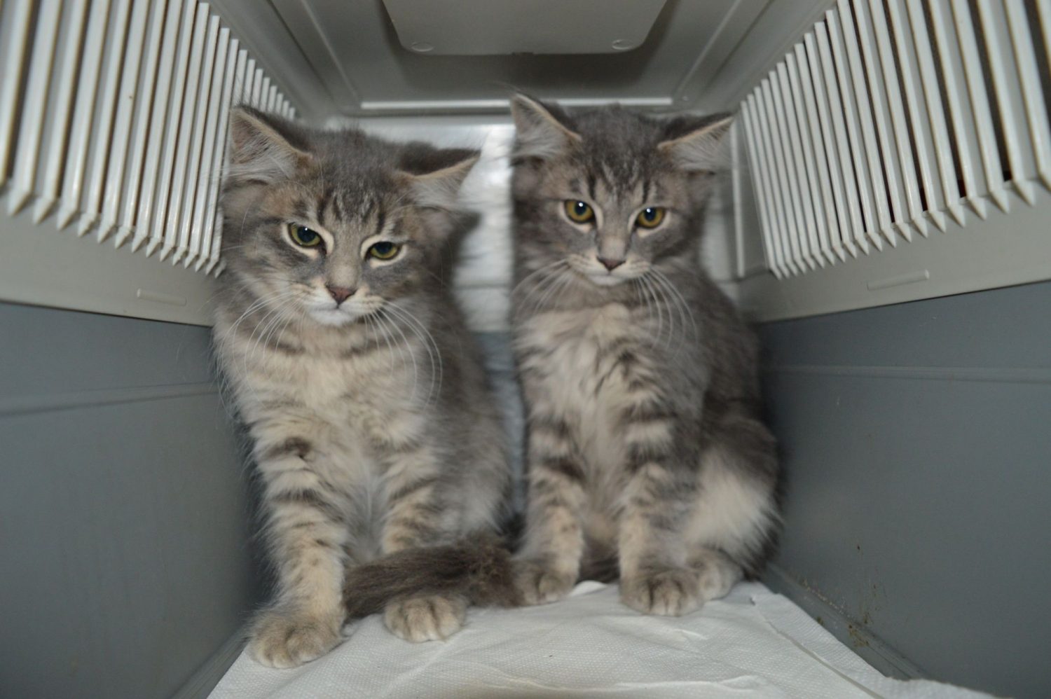 Tukuma dzīvnieku patversme oktobrī /FOTO/