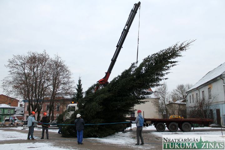Tukumniekus šogad priecēs 14,5 metrus gara svētku egle /FOTO/