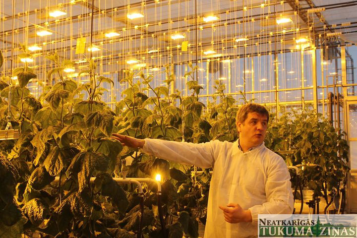 Mārupē uzcelta jauna siltumnīca un novākta pirmā gurķu raža /FOTO/