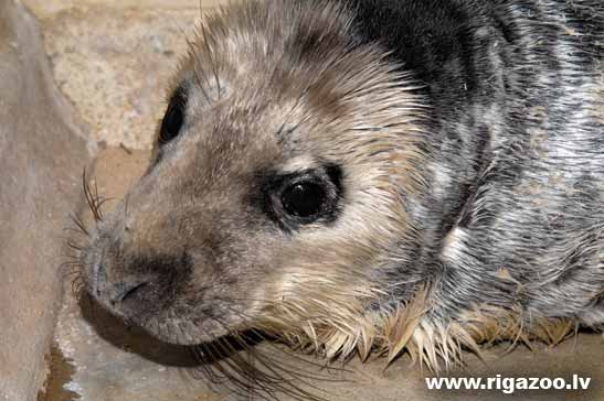 Kā rīkoties, ja krastā izskalots ronēns?