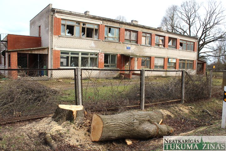 Slampes centrā nozāģē simtgadīgu koku