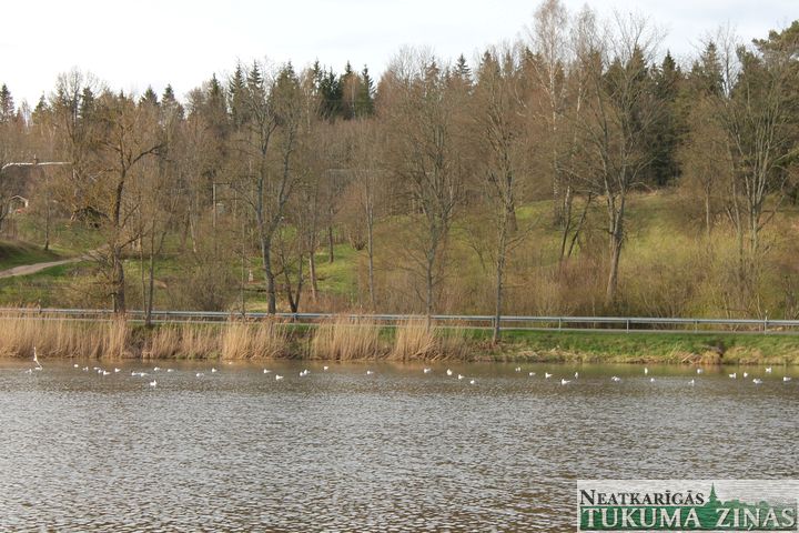 Šlokenbekas dzirnavu dīķi atkal aplido jūras putni