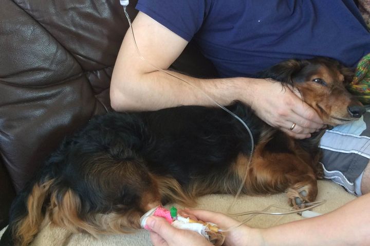 Suņu masveida saslimšanas cēloni varētu noskaidrot pētījumā, bet…