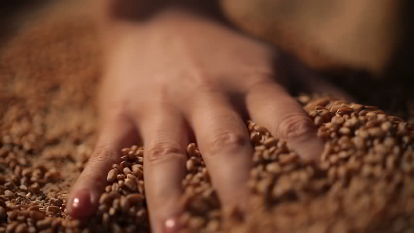 No zemnieku saimniecības izkrāpj graudus 7200 eiro apmērā