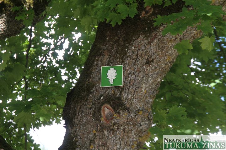 Kā Jaunpilī dižkokus mērīja