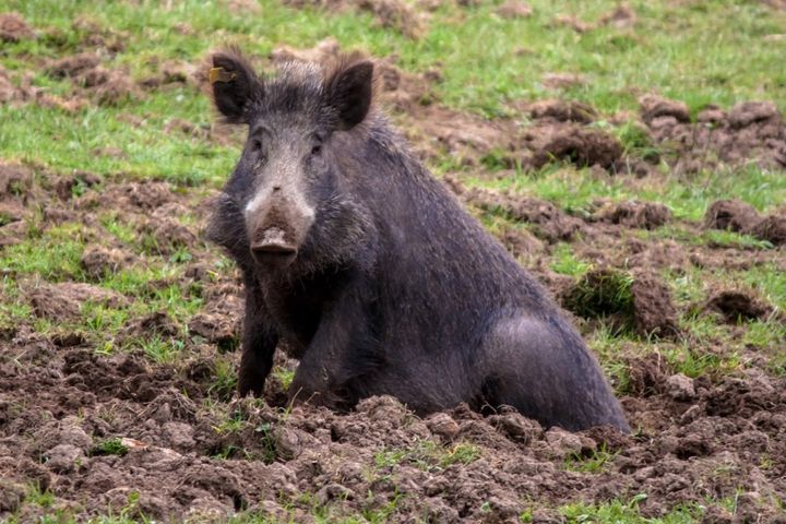 Slampē meža cūkām konstatēts Āfrikas cūku mēris