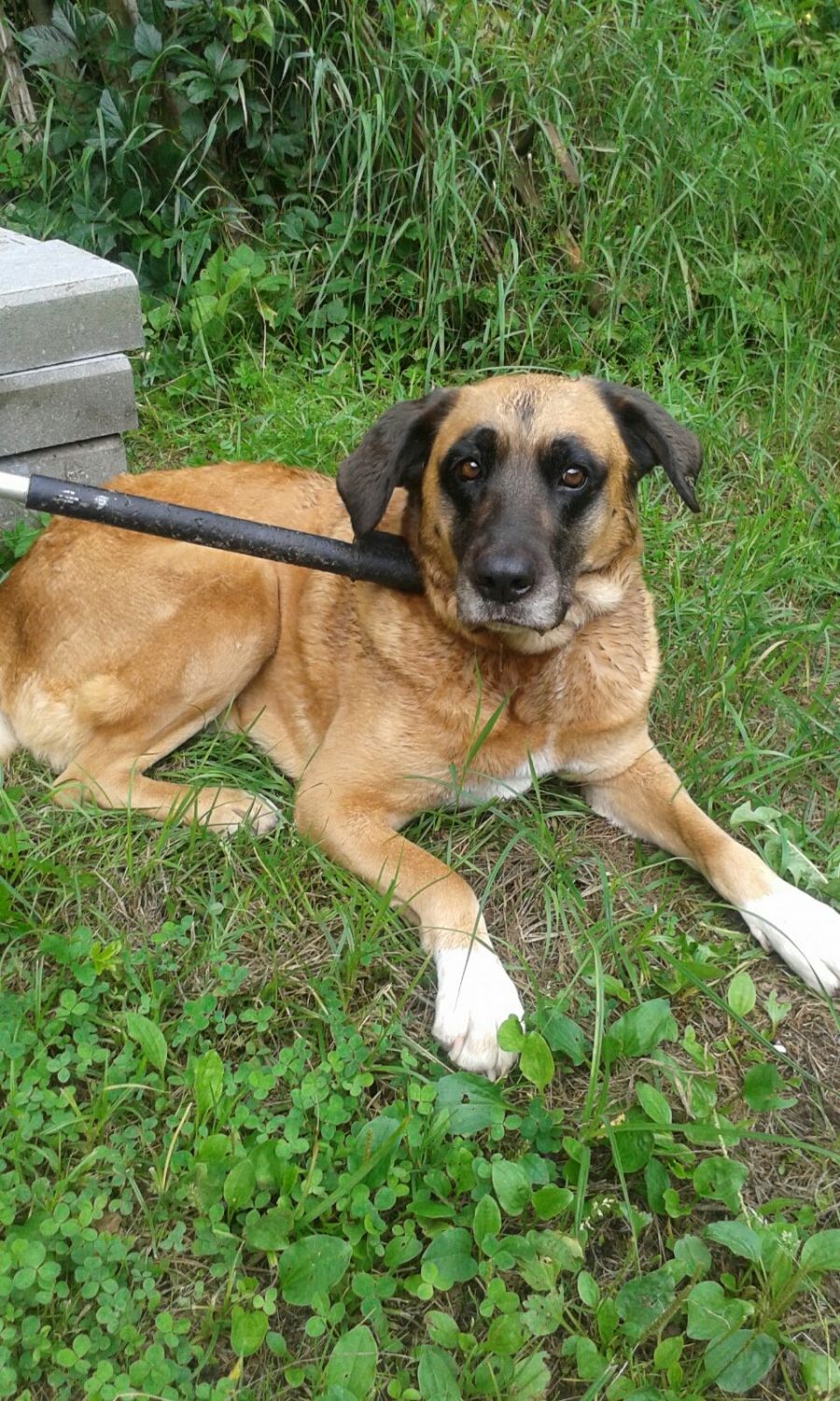 Tukuma novadā, Vecmokās atrasts suns!