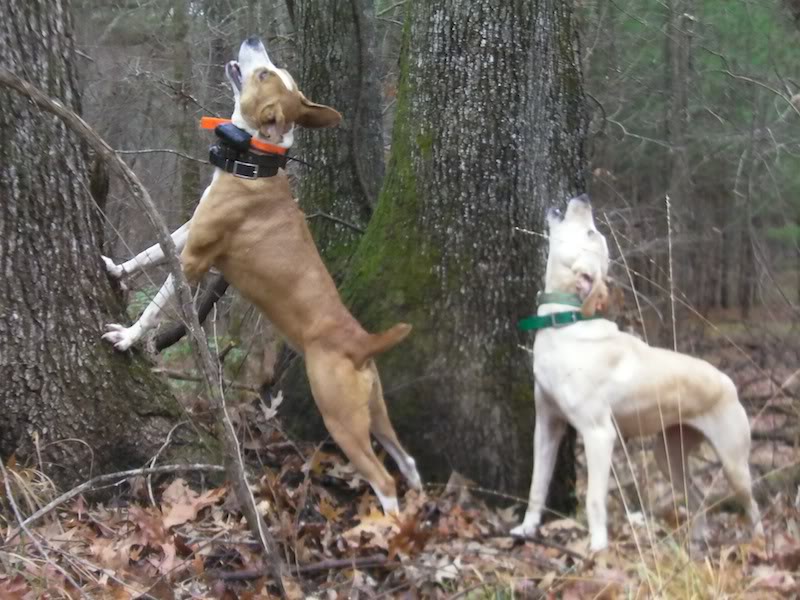 Džūkstē notikušas nelikumīgas medības īpaši bīstamā veidā