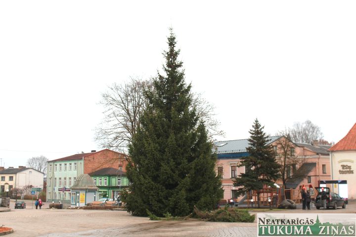 Tukumā šogad – 30-gadīga egle no Milzkalnes