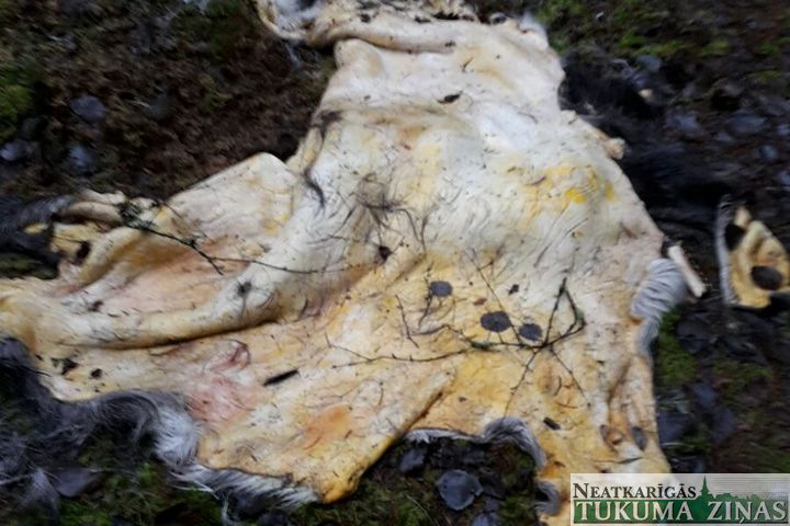 Mežā izmesti jogurti un nodīrāta aļņa āda