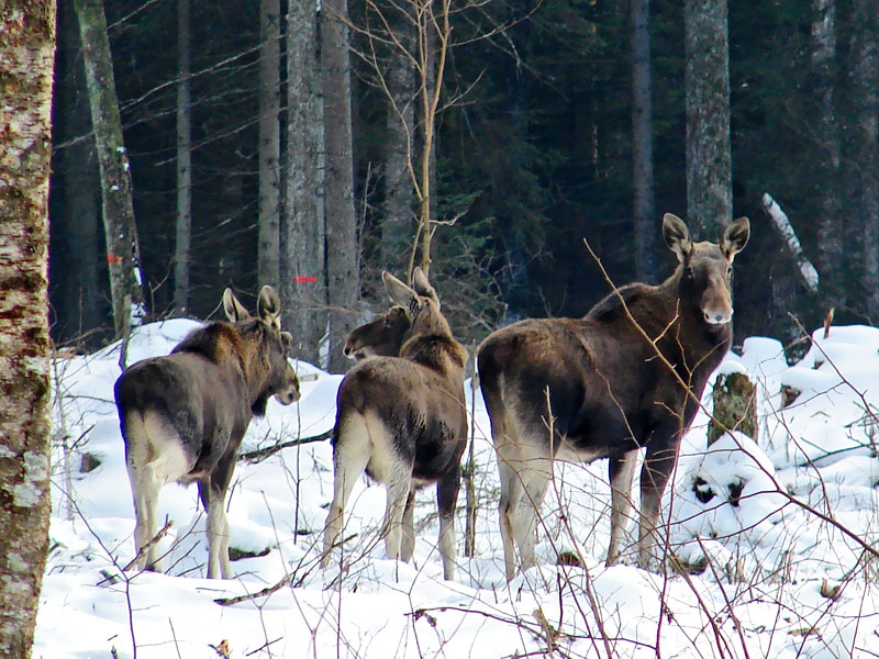 Avārijas izraisa nevien slideni ceļi, bet arī meža zvēri