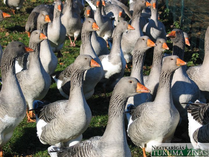 Uzmanību, tuvojas putnu gripa!
