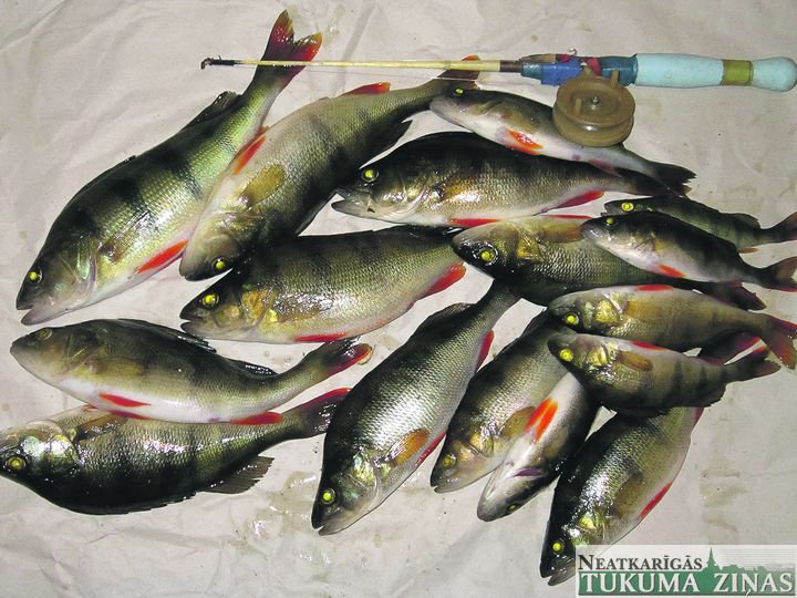 Konkurss «Lieliskais loms 2017» ir sācies!