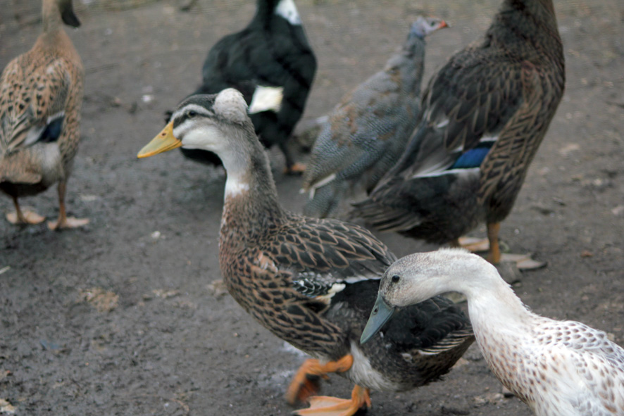 Līdz 31. maijam mājputni jātur slēgtās telpās