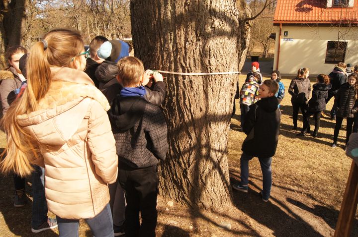 Engurē reģistrēta dižliepa