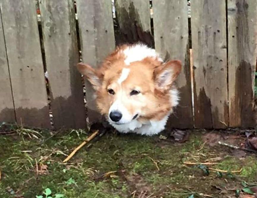 Ugunsdzēsēji glābēji Lapmežciemā atbrīvojuši žogā iestrēgušu suni