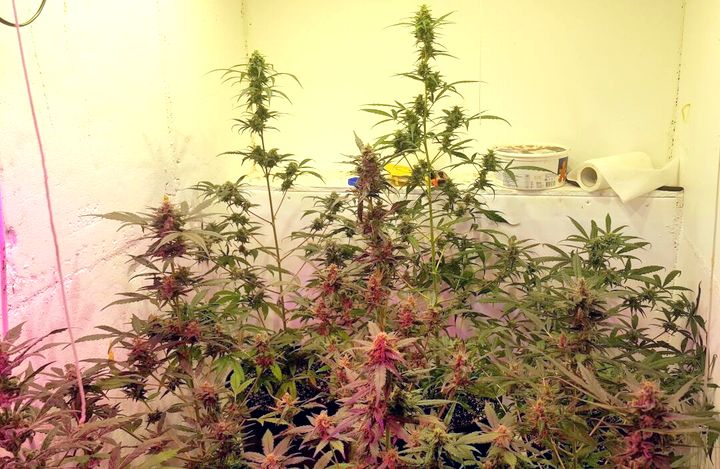 Atrasta marihuānas audzētava