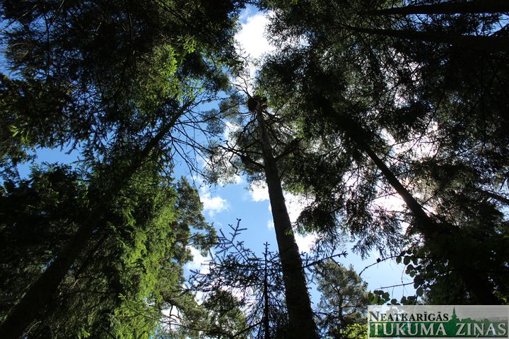 Kad vienīgajā cērtamā meža hektārā iemitinājies jūras ērglis