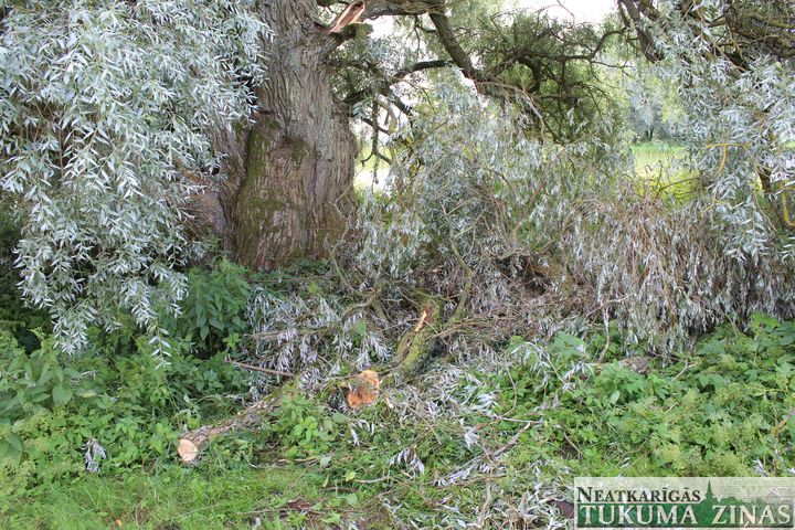 Jaunpils novada Saulē, velkot elektrolīniju, nesaskaņoti apzāģēts dižkoks
