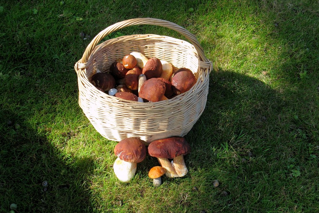 Policija palīdz no meža izkļūt sēņotājiem