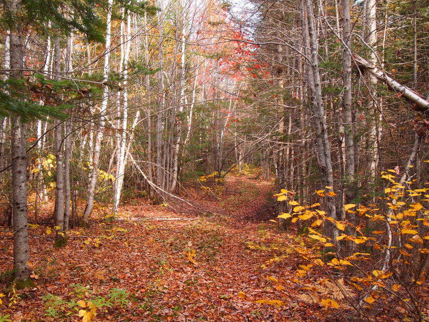 Abragciemā pazudis sirmgalvis