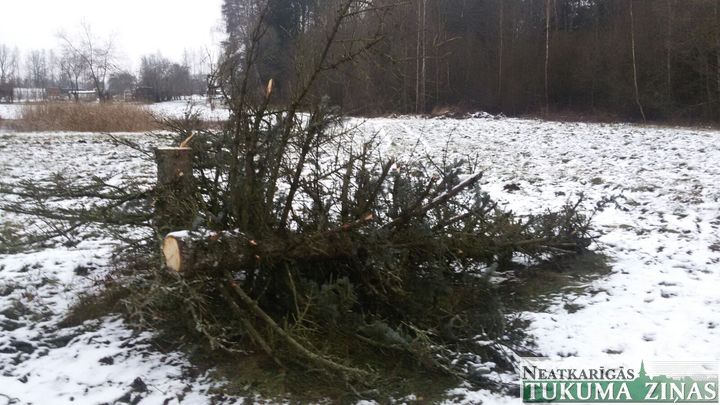 Vai Milzkalnē nozāģēta egle Adventes vainagam?