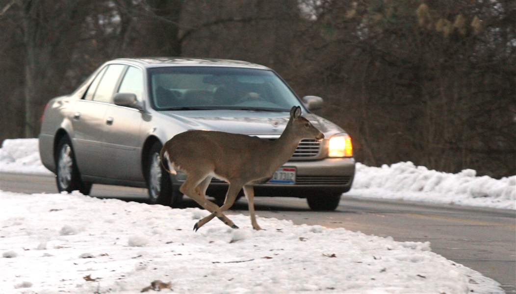 Brauciet uzmanīgi – arvien notiek sadursmes ar meža zvēriem