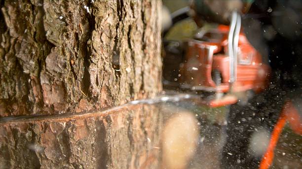 Tumē zāģēts koks uzkrīt braucošam autobusam un ievaino bērnu