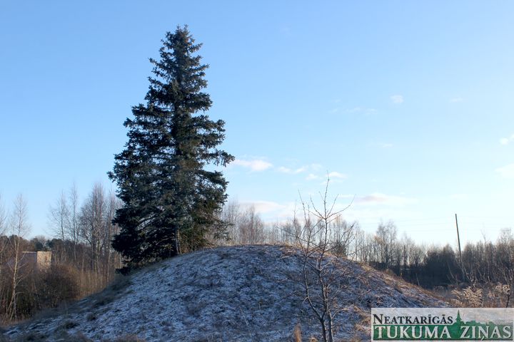 Tukuma simbols – trīs egles, visticamāk, dabā vairs nebūs