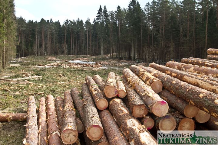 Elektrolīnijas ierīkošanas dēļ pie Tukuma sākta koku ciršana