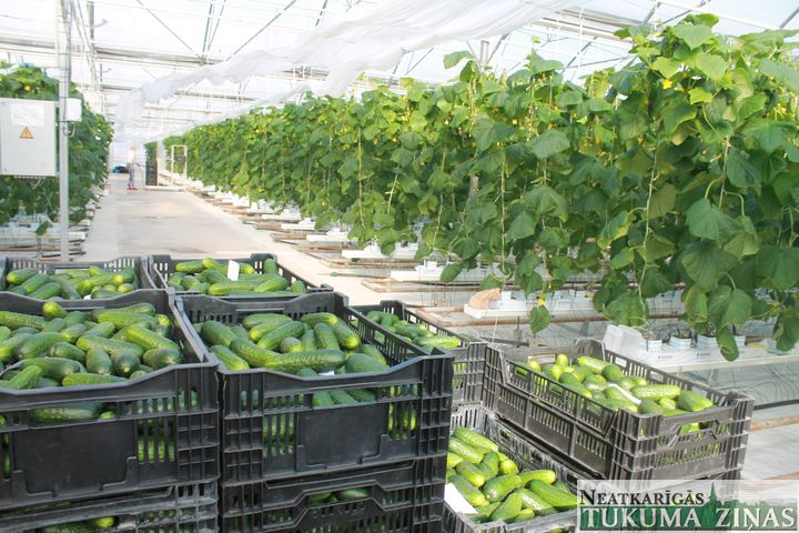 Sēmes rožaudzētāji SIA «Ar B Agro» vairumā audzēs gurķus