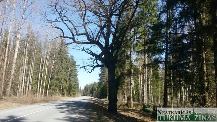 Iedzīvotāji cer, ka elektrotīklu tīrīšanas dēļ nenozāģēs ozolu Milzkalnes-Apšuciema ceļmalā