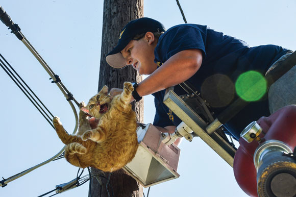 Tukumā izglābj elektrības vados sapinušos kaķi