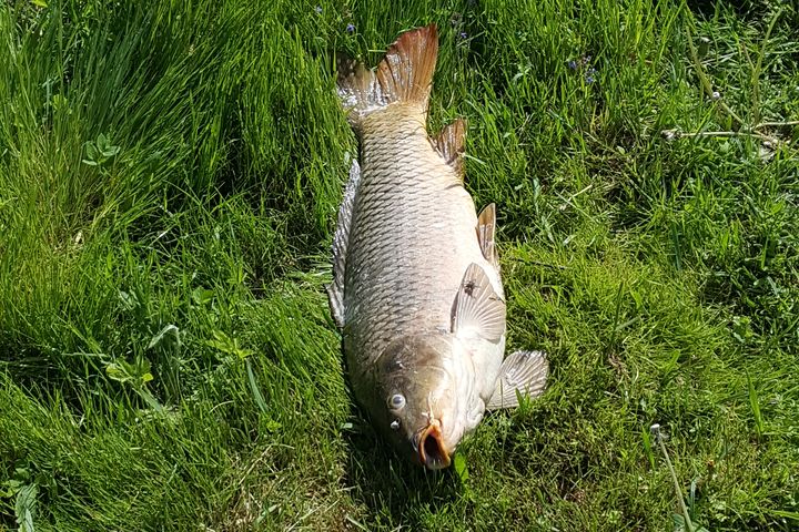 Jaunpils pusē dīķī nobeigušās zivis